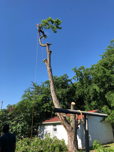 3 Monkeys Tree Service