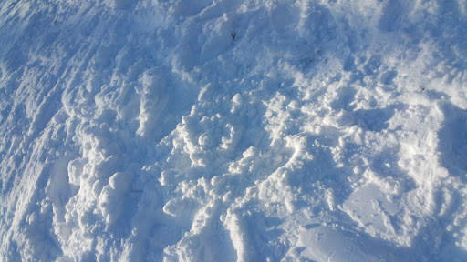 Dog Park «Forest Park Dog Run», reviews and photos, 8445 Park Ln S, Woodhaven, NY 11421, USA