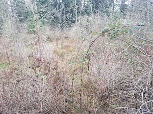 Ebright Creek Park - photo 78