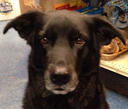 Pet Supply Store «Critter Fritters Pet Foods», reviews and photos, 670 Chenery St, San Francisco, CA 94131, USA