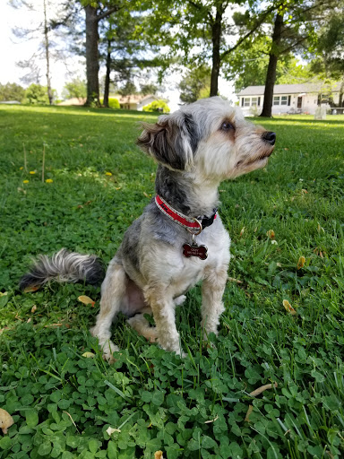 Diana's Doggie Daycare and Grooming