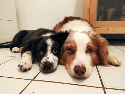 CLINIQUE VETERINAIRE du Dr MAGNE à Toulon