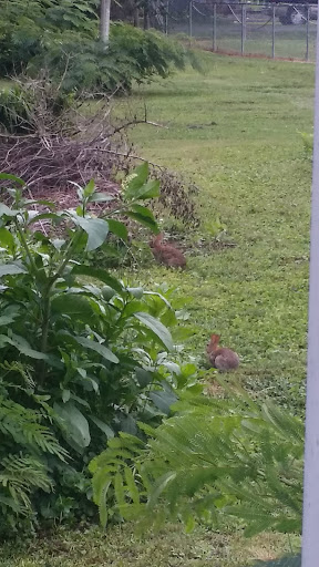 Discount Supermarket «Save-A-Lot», reviews and photos, 9505 Airport Plaza, Dansville, NY 14437, USA