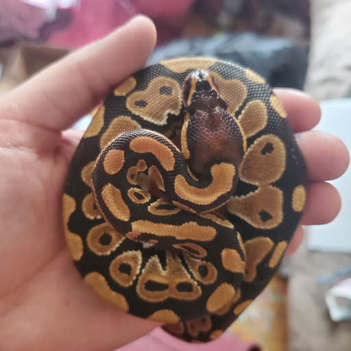 Pet Store «Forest Lake Pets», reviews and photos, 120 Lake St N, Forest Lake, MN 55025, USA