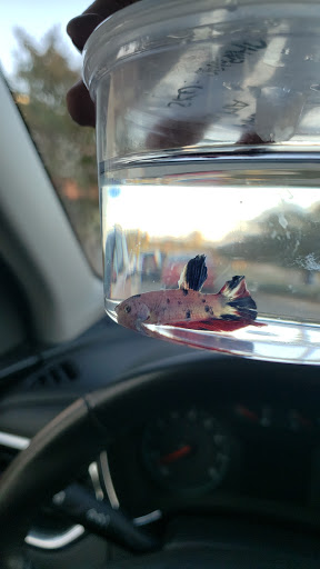 Pet Supply Store «Petco Animal Supplies», reviews and photos, 6720 Fox Centre Pkwy, Gloucester Courthouse, VA 23061, USA