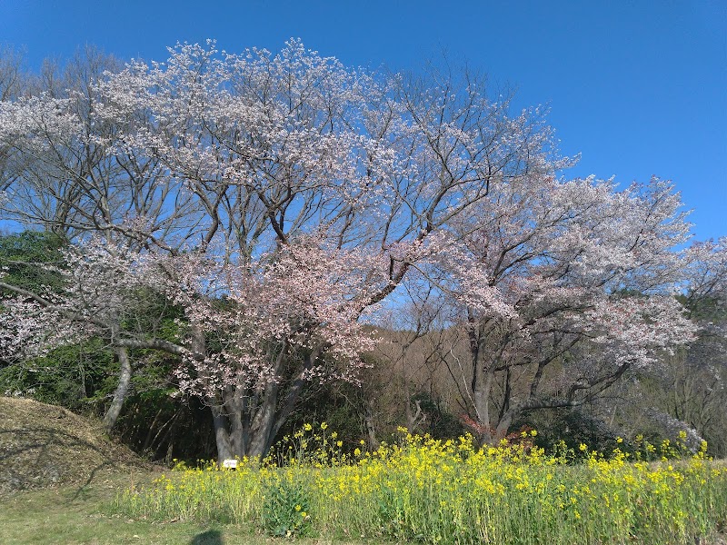 五本桜
