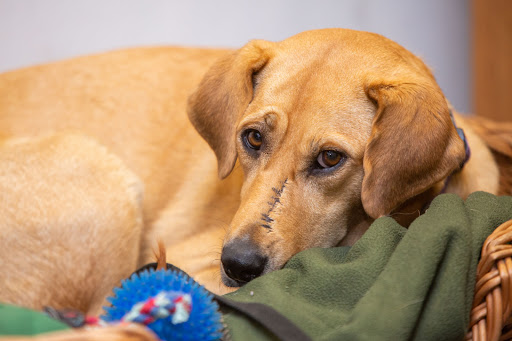 Auto Repair Shop «Route 83 Auto Center Inc», reviews and photos, 133 West Rd, Ellington, CT 06029, USA