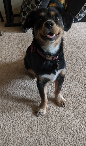 Pet Supply Store «PetSmart», reviews and photos, 2389 Taylor Park Dr, Reynoldsburg, OH 43068, USA