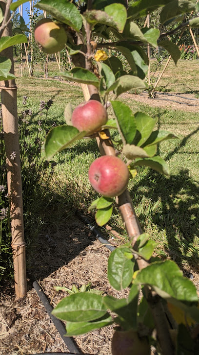 Belgian Fence Orchard and Brewing