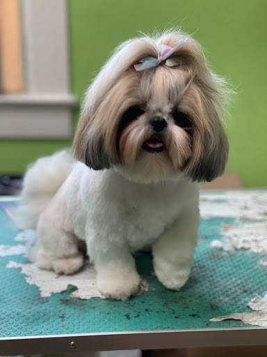 Pet Store «The Pet Set - Midtown», reviews and photos, 976 Piedmont Ave NE, Atlanta, GA 30309, USA