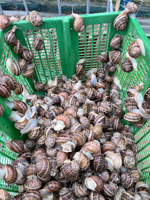 L'Escargot Du Tech BIO à Palau-del-Vidre