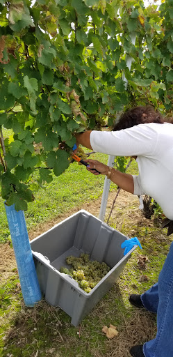 Winery «Clermont Vineyards & Winery», reviews and photos, 241 County Rte 6, Germantown, NY 12526, USA