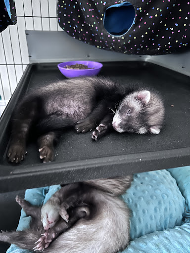 Pet Store «All Pets Club», reviews and photos, 1167 N Colony Rd, Wallingford, CT 06492, USA