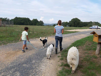 Entente Canine à Marcilly-sur-Maulne