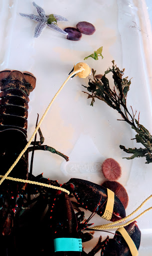 Natural History Museum «George B. Dorr Museum of Natural History», reviews and photos, 105 Eden St, Bar Harbor, ME 04609, USA