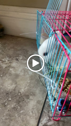 Pet Supply Store «Petco Animal Supplies», reviews and photos, 3384 Tyler St, Riverside, CA 92503, USA