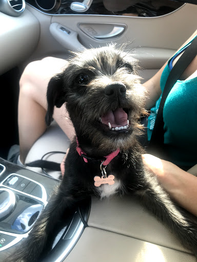 Pet Supply Store «Phydeaux», reviews and photos, 2535 Atlantic Ave, Raleigh, NC 27604, USA