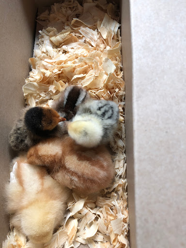 Home Improvement Store «Tractor Supply Co.», reviews and photos, 23788 Mervell Dean Rd, Hollywood, MD 20636, USA