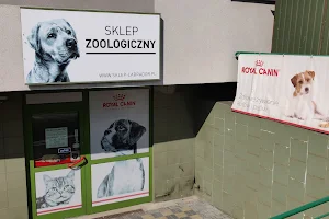 Krakow pet shop Labrador image