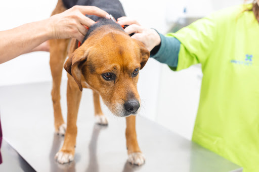 Clínica Veterinaria Montau en Gavà