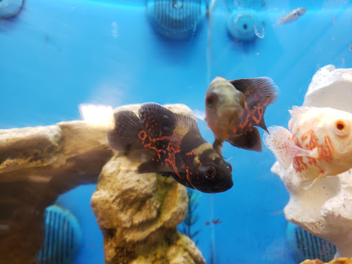 Pet Supply Store «PetSmart», reviews and photos, 300 N Congress Ave, Lake Park, FL 33403, USA