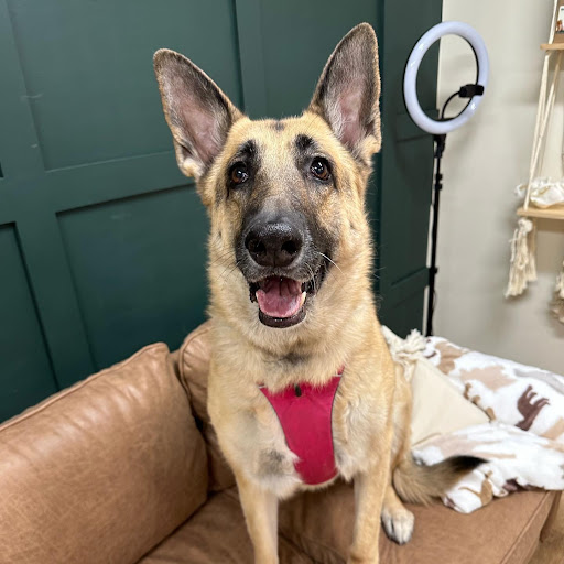 Health Veterinary Imaging image