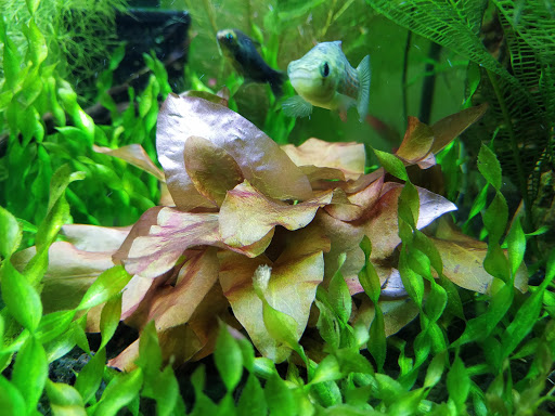 Tropical Fish Store «Tropi-Quatics Pet Center», reviews and photos, 337 S Main St, Lombard, IL 60148, USA