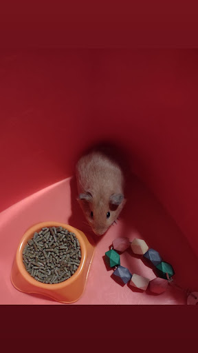 Pet Supply Store «PetSmart», reviews and photos, 8660 Airline Hwy, Baton Rouge, LA 70815, USA