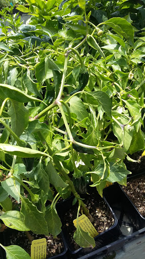 Garden Center «International Garden and Floral Design Center», reviews and photos, 155 N Sepulveda Blvd, El Segundo, CA 90245, USA