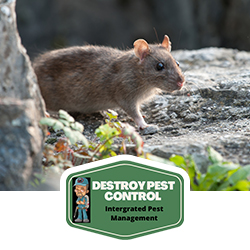 Destroy Pest Control, LLC