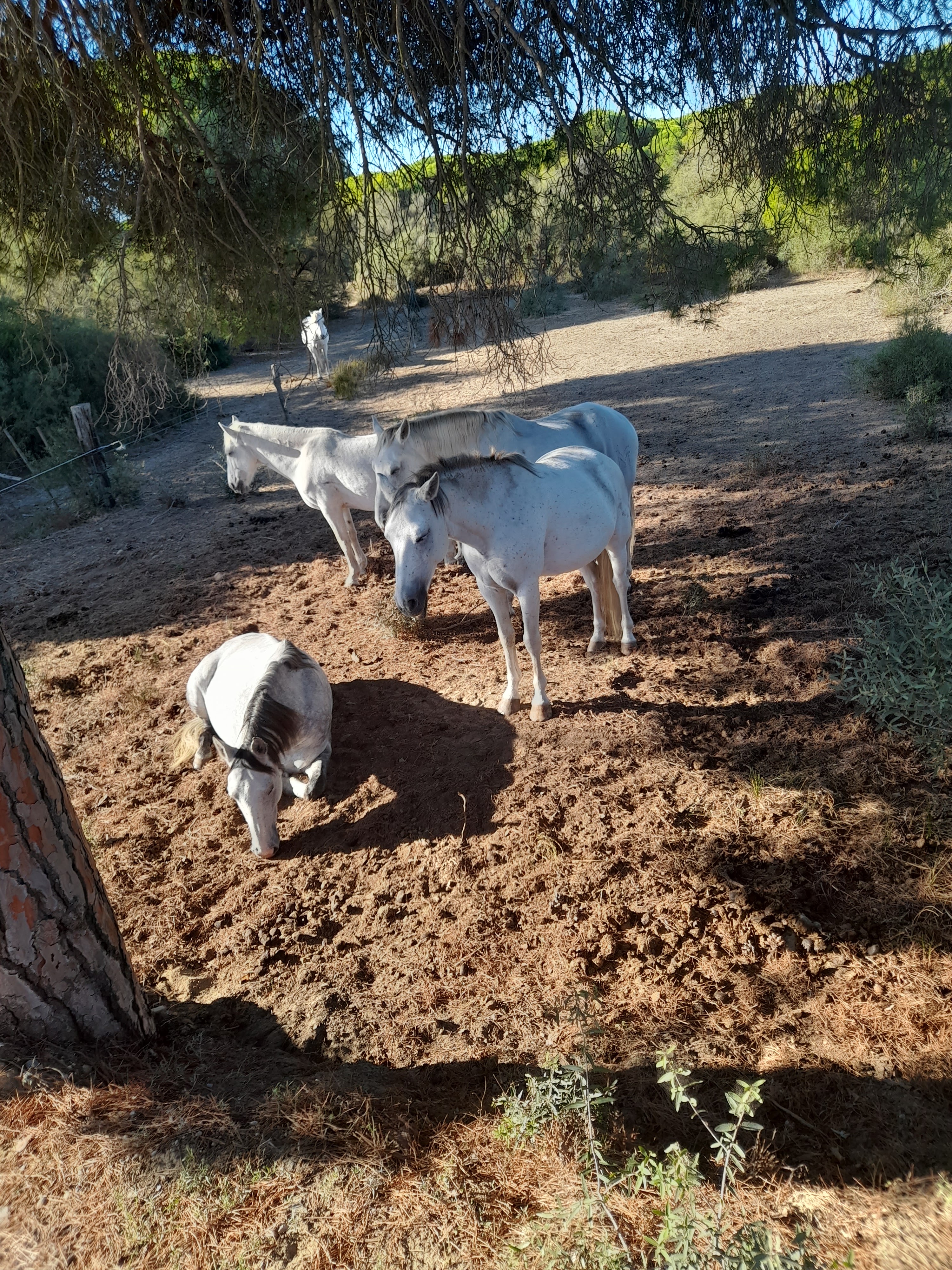 Photo n° 2 de l'avis de PLEDRAN.e fait le 11/10/2023 à 16:01