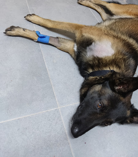 Clínica Veterinaria Postas en Aranjuez