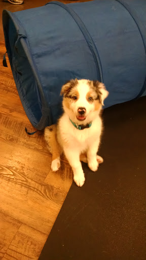 Pet Supply Store «Kahoots Pet Store», reviews and photos, 334 W El Norte Pkwy, Escondido, CA 92026, USA