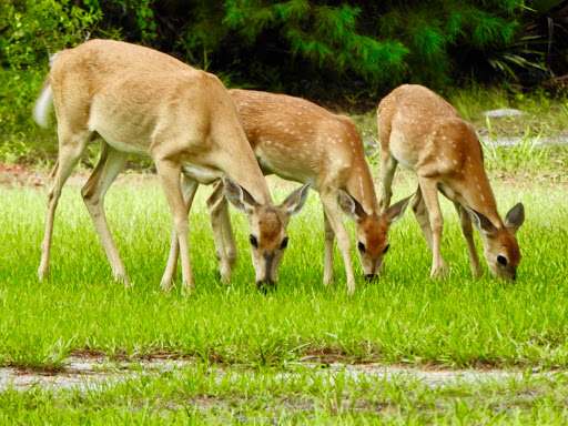 Park «Alafia River State Park», reviews and photos, 14326 S County Rd 39, Lithia, FL 33547, USA