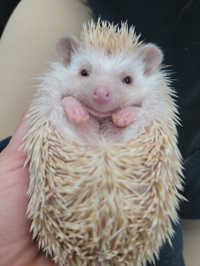 Hogheaven Hedgehogs