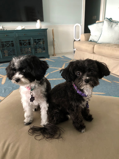 Pet Store «DipidyDawg Gourmet Dog Bakery & Boutique», reviews and photos, 21301 S Tamiami Trail Suite 430, Estero, FL 33928, USA