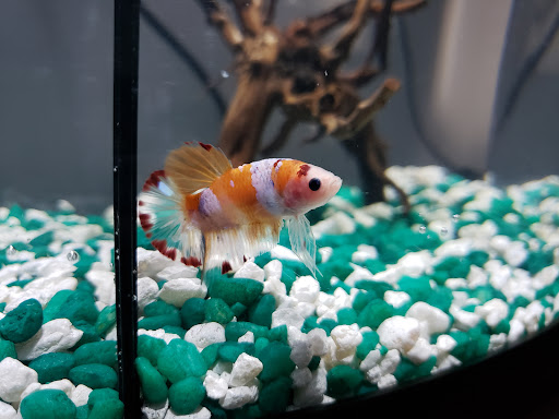 Pet Store «Exotic Fish», reviews and photos, 406 Northside Dr # F, Valdosta, GA 31602, USA