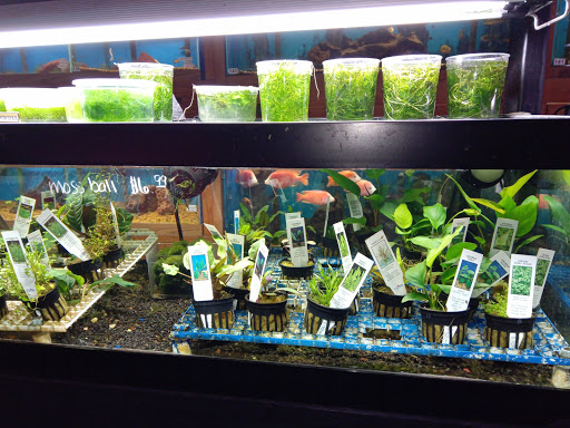 Pet Supply Store «Tropical World Pets», reviews and photos, 8444 Watson Rd, Webster Groves, MO 63119, USA