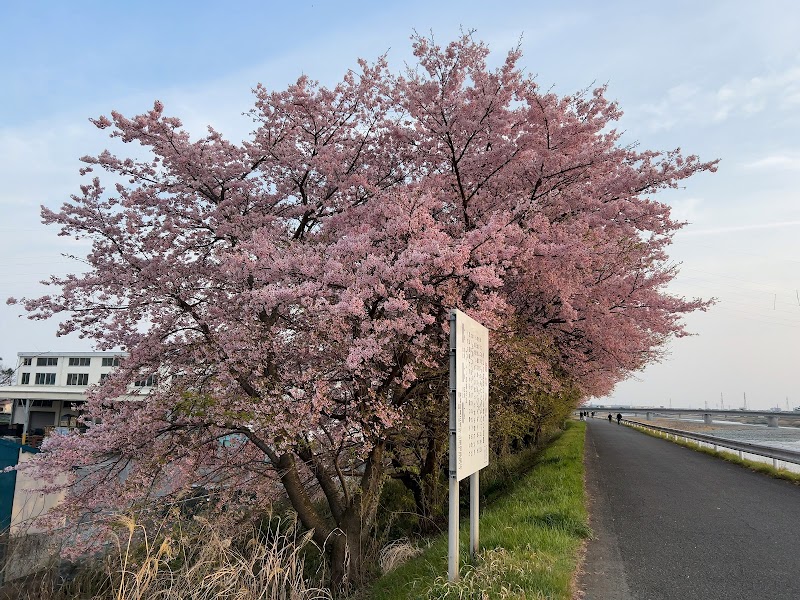早咲き桜並木