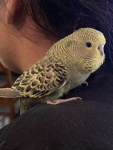 Pet Store «Louis Birds Pets & Supplies», reviews and photos, 80 Keyes St, San Jose, CA 95122, USA