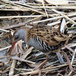 Photo n°12 de l'avis de Ilse.i fait le 29/03/2022 à 18:36 sur le  Hotel Caneo à Grado