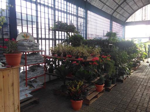 Cheap plants Santo Domingo