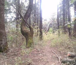 gotcha command the marquise photo