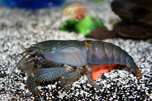 Tropical Fish Store «Aquatic Treasures/Bruces Pond Shop», reviews and photos, 20708 Gudith Rd, Brownstown Charter Twp, MI 48183, USA