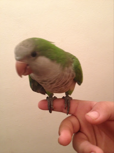 Pet Supply Store «Petland Discounts - Flatbush Ave.», reviews and photos, 968 Flatbush Ave, Brooklyn, NY 11226, USA