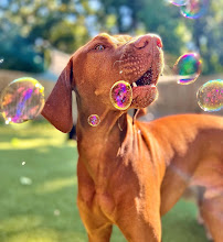 Paws in Paradise - Photo 7 - Car repair in Mt Pleasant, SC, Charleston