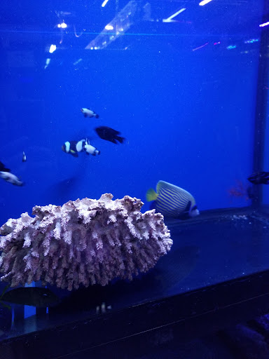 Pet Store «Tanks A Lot Aquariums», reviews and photos, 6680 Lantana Rd, Lake Worth, FL 33467, USA