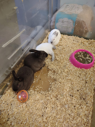 Pet Store «Animal Ark», reviews and photos, 2730 Brookdale Dr, Kingwood, TX 77339, USA