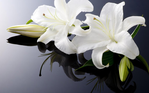 Funeral Home «Major Family Funeral Home», reviews and photos, 112 A St, Springfield, OR 97477, USA