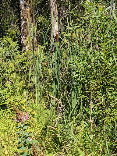 Park «West Hylebos Wetlands Park», reviews and photos, 411 S 348th St, Federal Way, WA 98003, USA